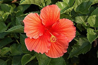 《诡异西部》首批媒体评分解禁 IGN给出8分好评